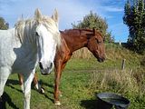 Amor und Goldi