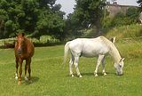 Weideidylle
