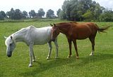 Amor und Goldi