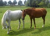 Amor und Goldi