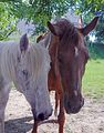 Amor und Goldi sind m�de