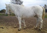 Amor im Paddock