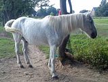 Amor wiehert den Ponyfohlen zu