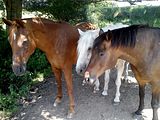 M�de Herde