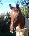 Goldis Portrait