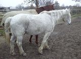 Vivi hat Amor Z�pfe geflochten