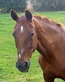Goldi im Portrait