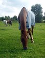 Goldi mit Decke