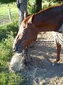 Goldi ist m�de