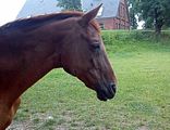 Goldis Profil