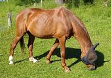 Goldi im Fr�hling