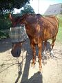 Goldi ist m�de