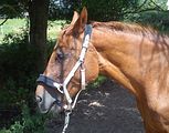 Goldi spielt Tapir