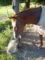 Goldi ist m�de