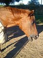 Goldi g�hnt