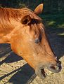 Goldi g�hnt