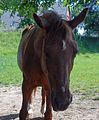 Goldi d�st