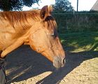 Goldi ist m�de