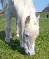 Fr�hlingsweide
