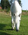 amorneugierig